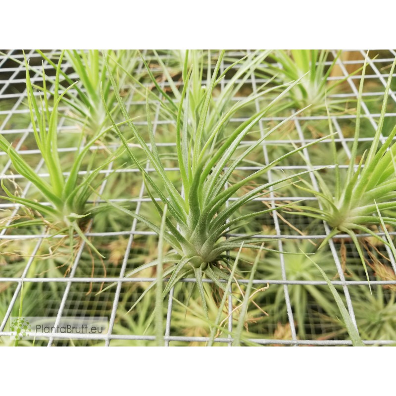 Tillandsia Joel Bulbosa X Ionantha Buy Online