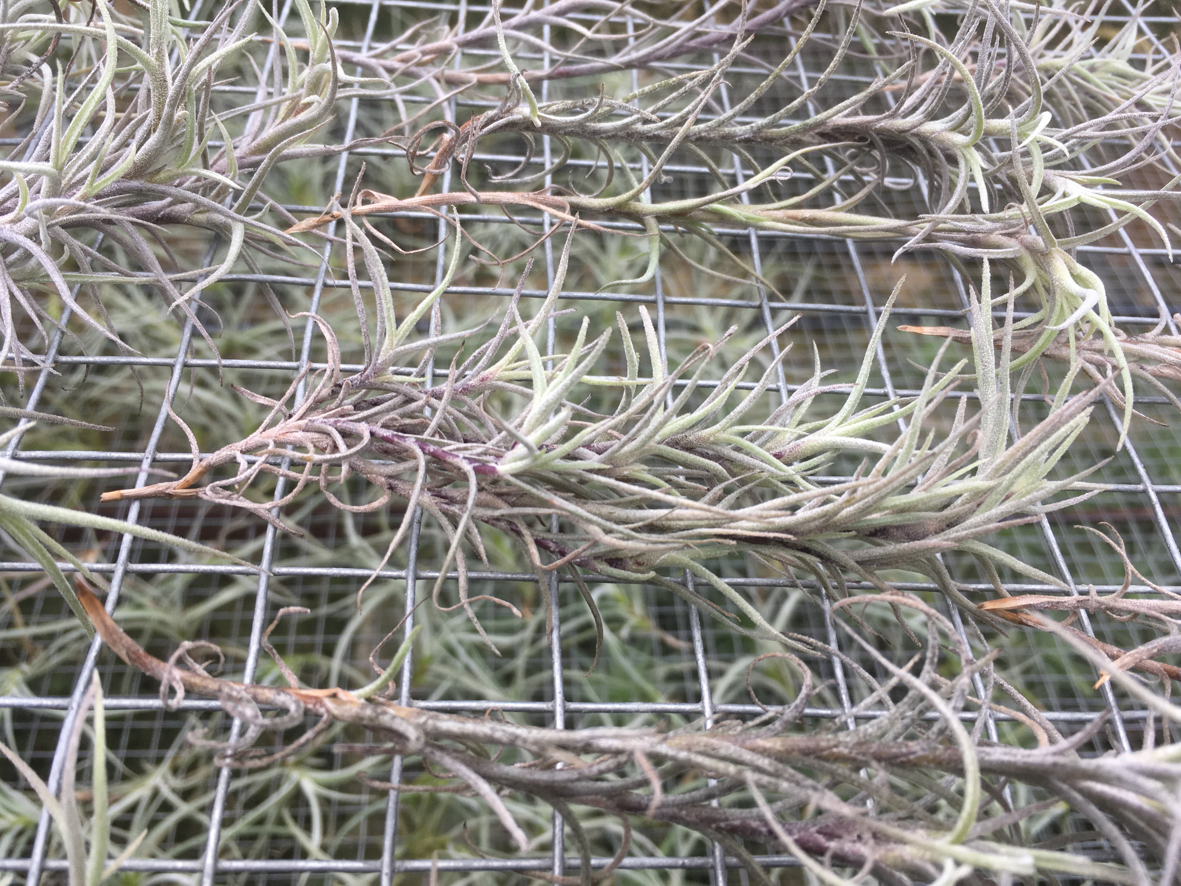 Tillandsia capillaris Price | To buy online