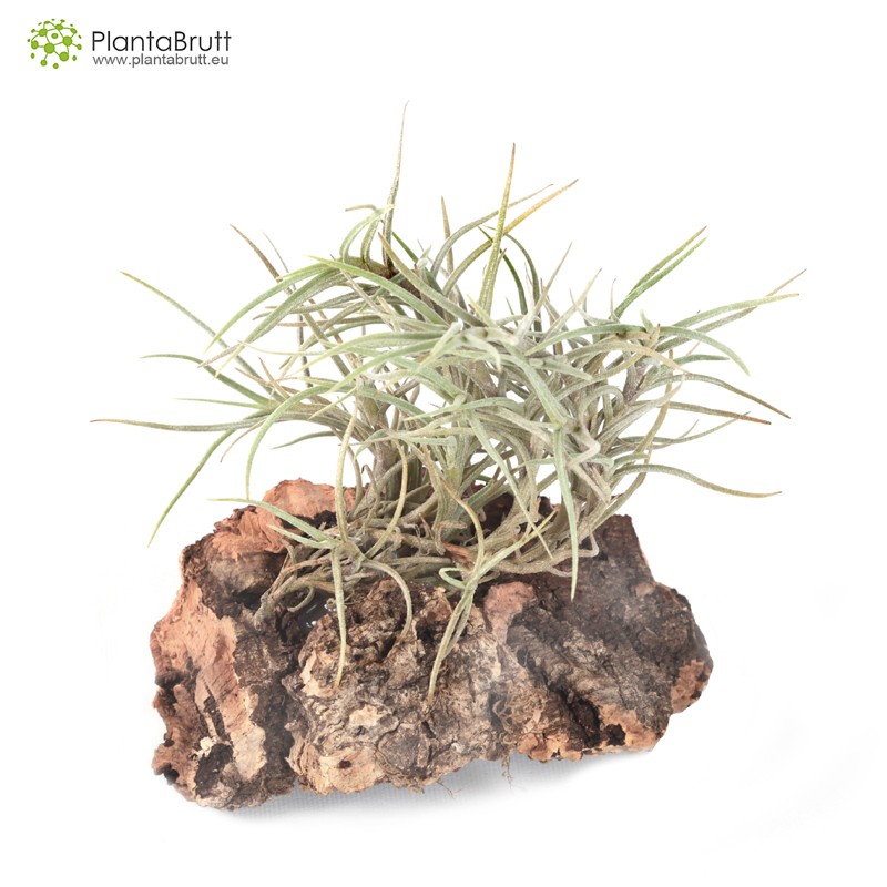 Tillandsia capillaris Price | To buy online