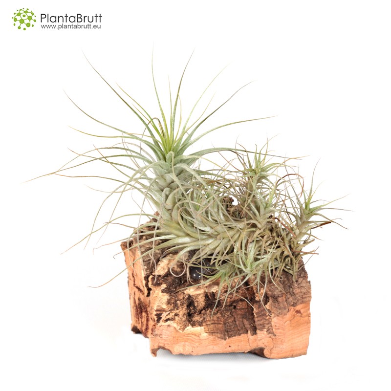 Tillandsia heteromorpha | Buy online