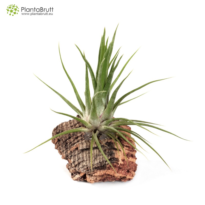 Tillandsia Joel Bulbosa X Ionantha Buy Online