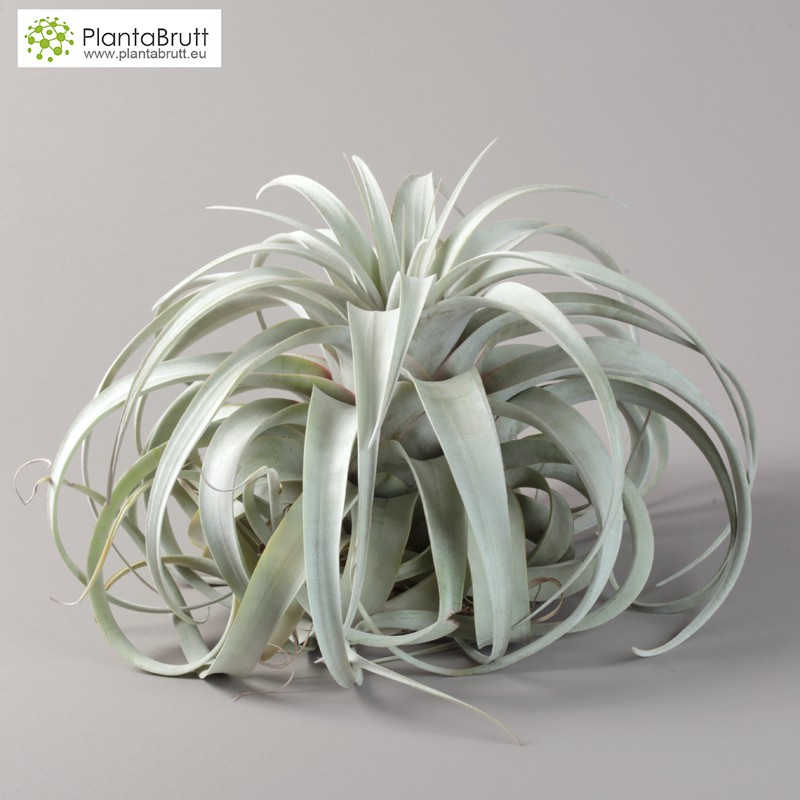 Tillandsia Xerographica Xl Tillandsias Buy Online 7344