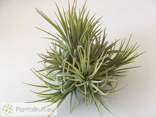 Tillandsia Ionantha Var Rubra Clumb