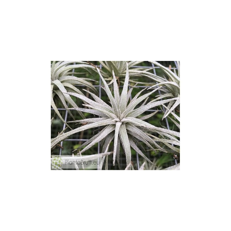 Tillandsia mauryana