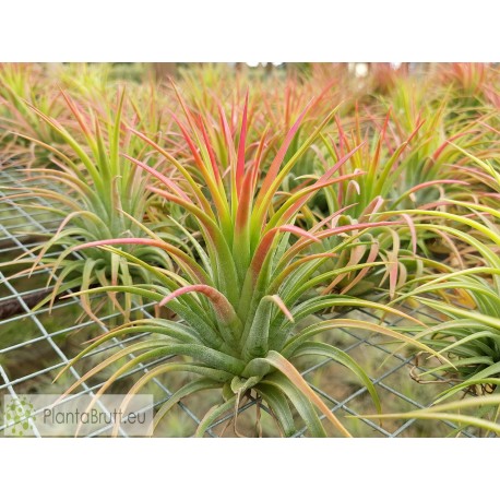 Tillandsia ionantha var. maxima L