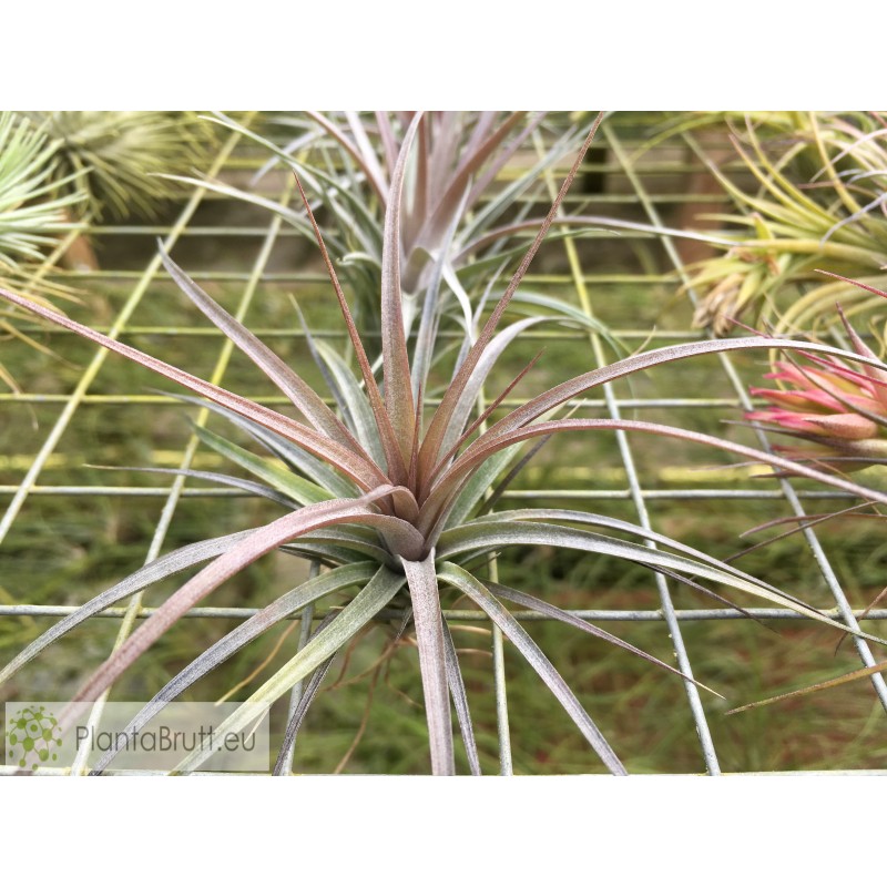 Tillandsia carminea 痛い ティランジア カルミネア #1