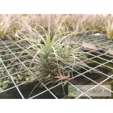 Tillandsia heteromorpha | Buy online