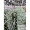 Buy Tillandsia fasciculata var. densispica | Tillandsias Wholesale