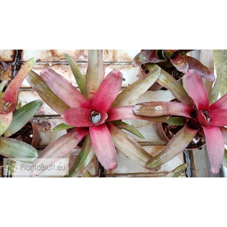 Neoregelia Astra| Tropical Plants Online - Plantabrutt