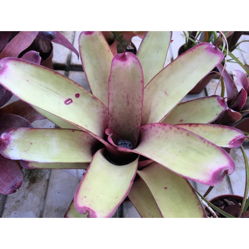 Neoregelia smithii x Painted Lady