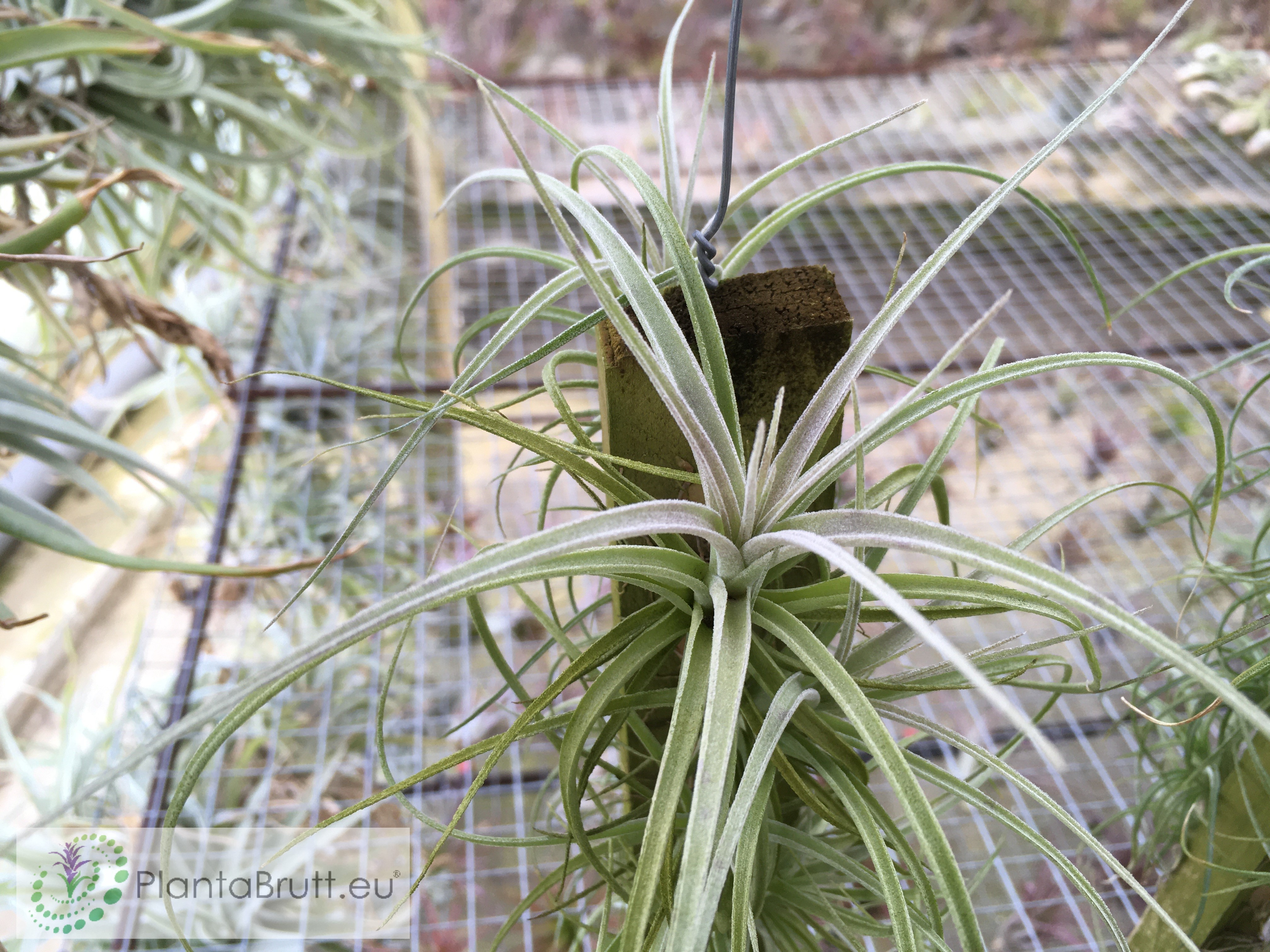 Tillandsia pohliana