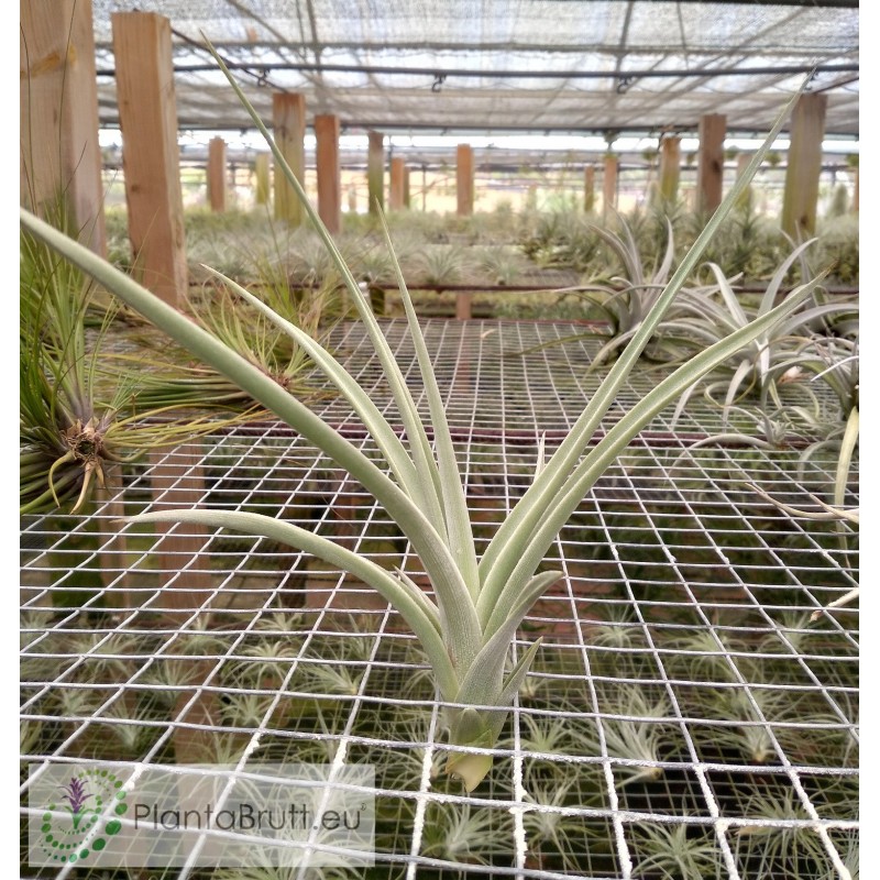 Tillandsia lotteae