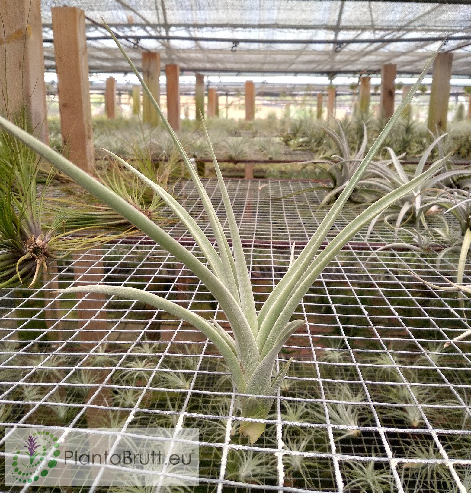 Tillandsia lotteae