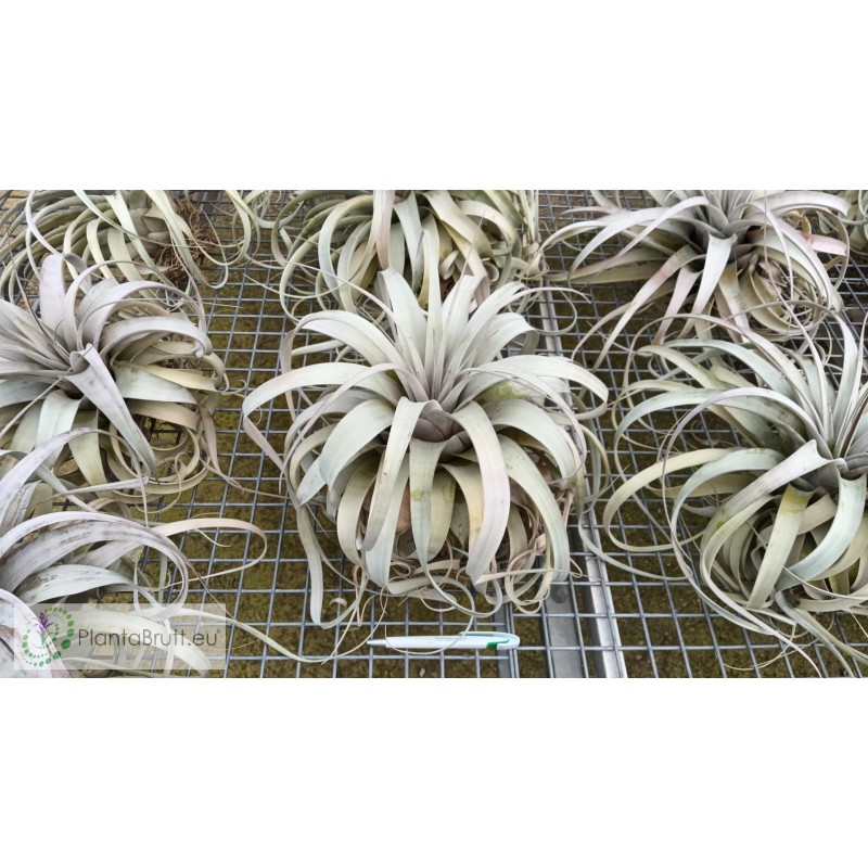 Tillandsia xerographica XXL| Tillandsias - Buy Online