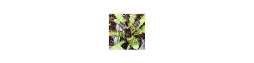 Bromelie per terrario  Piante aeree da terrario - Acquista online -  PlantaBrutt ® - Bromvari S.L. ®